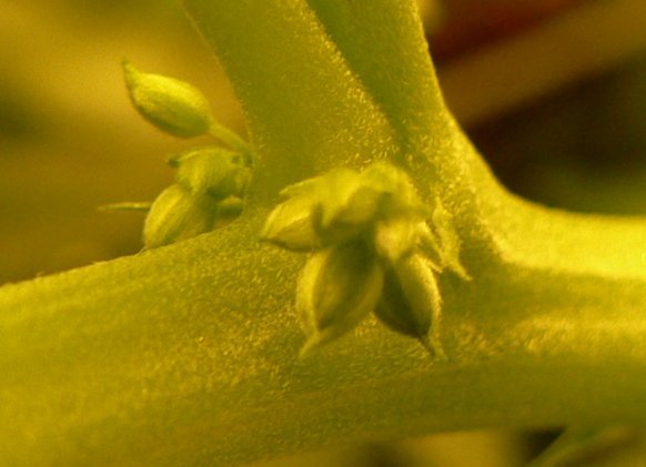 Cannabis_Male