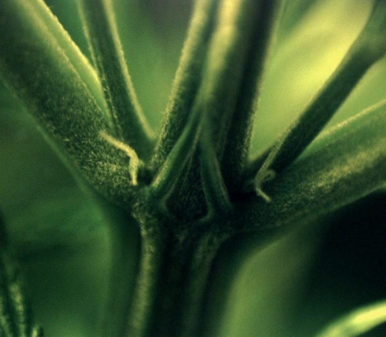 Cannabis_female