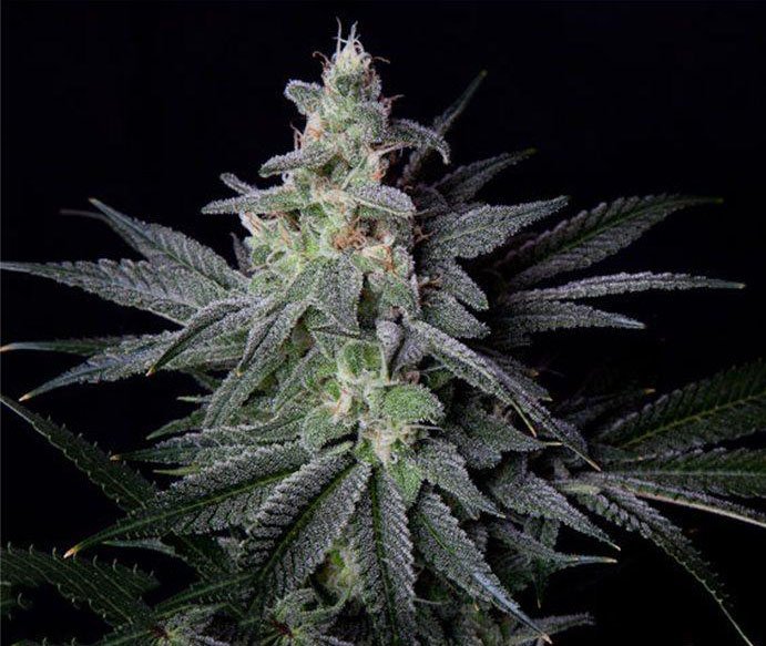 jack herer