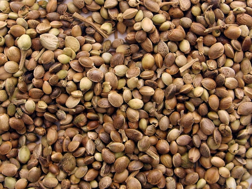 marijuana seeds