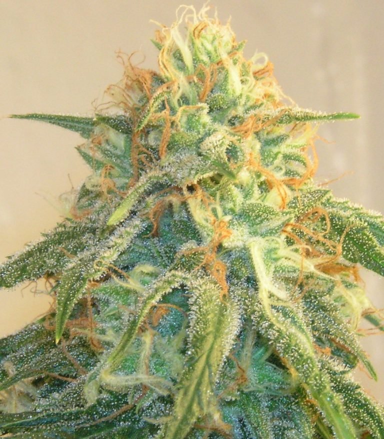 northern lights flowers