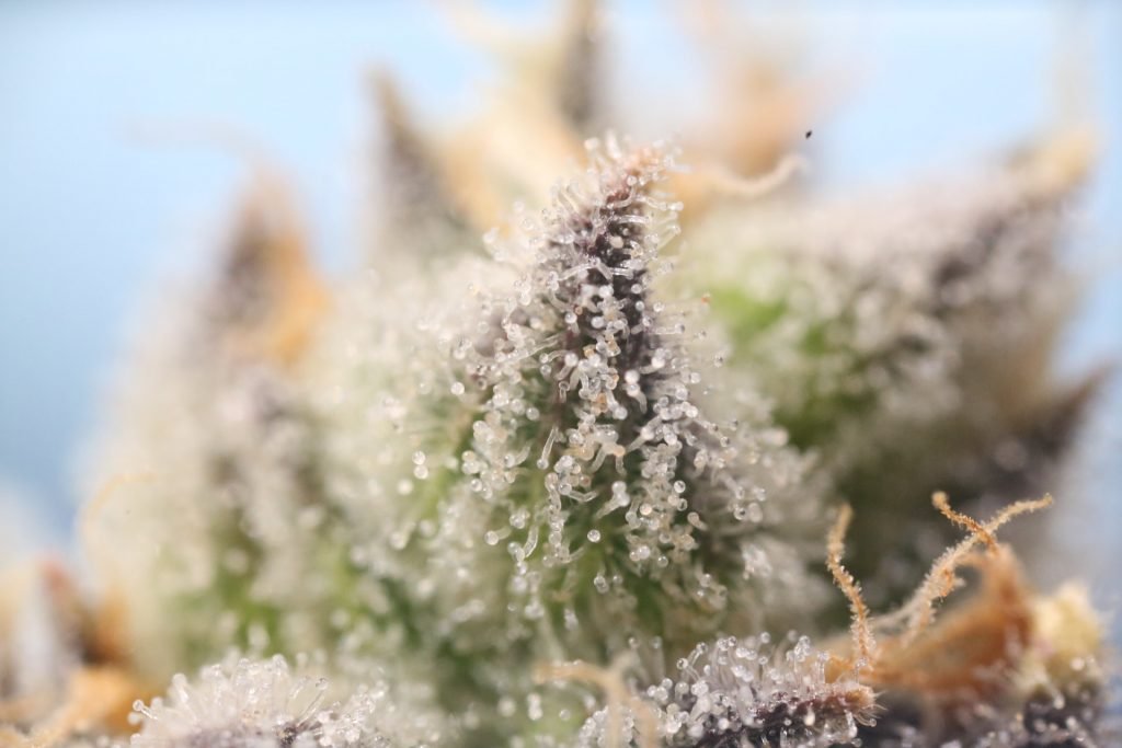 thricomes on cannabis bud