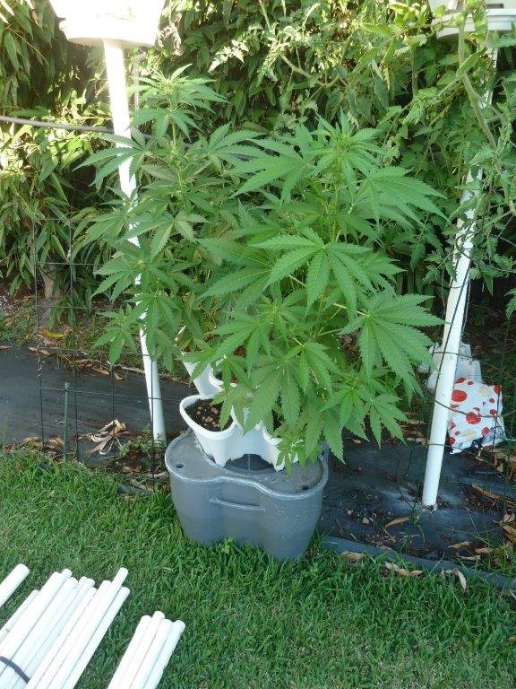 best hydroponic system for growing marijuana