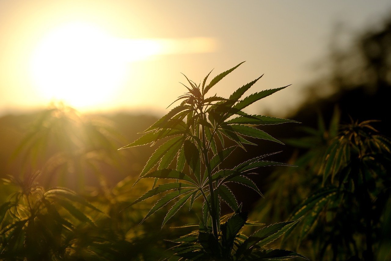 outdoor hemp plants in front of sunset