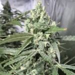 Northern Lights Feminized Seeds (+Free Seeds) photo review