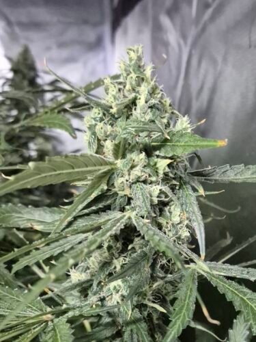 Click to view full screen Northern Lights Feminized Seeds (+Free Seeds) photo review