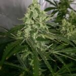 Northern Lights Feminized Seeds (+Free Seeds) photo review