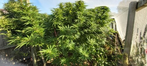 Click to view full screen Gorilla Glue Feminized Seeds (+ Free Seeds) photo review