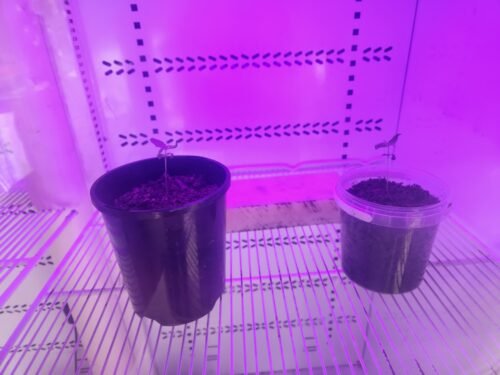 Click to view full screen AK-47 Feminized Seeds (+Free Seeds) photo review