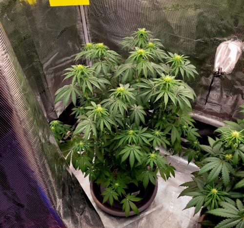Gelato Feminized Seeds photo review