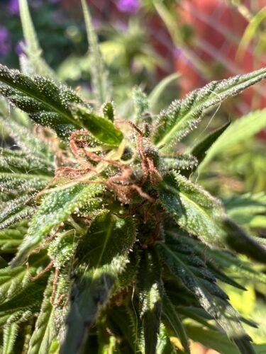 Northern Lights Feminized Seeds (+Free Seeds) photo review