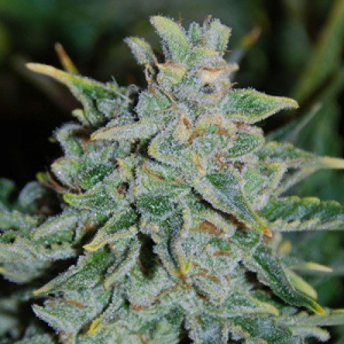 Northern Lights CG Australia Cannabis Seedbank