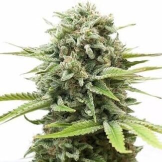 OG Kush Feminized Seeds (+ Free Seeds)