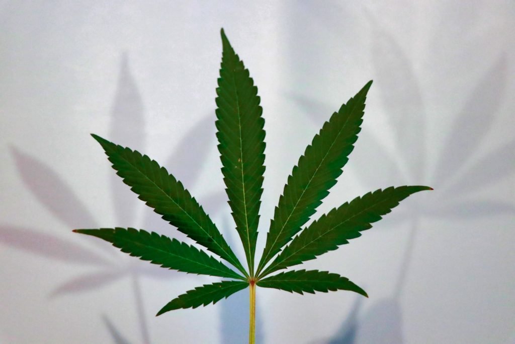 cannabis leaf making shadows on white wall