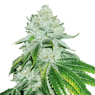 White Widow Cannabis Seeds Australia fast local shipping
