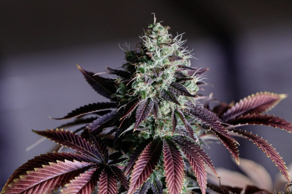 grandaddy purple in flower