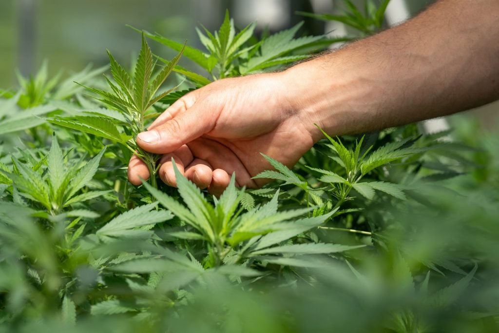 hand picking outdoor cannabis plant