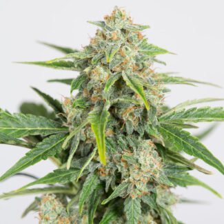 CBD Nepal Gold Feminized