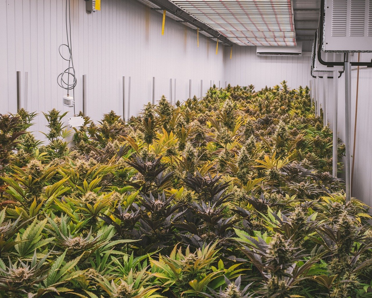 cannabis growing inside large room