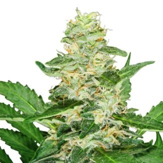 Girl Scout Cookies GSC feminized cannabis seeds Australia