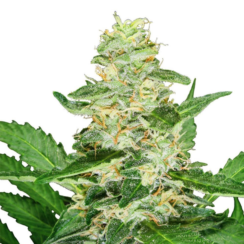 Girl Scout Cookies GSC feminized cannabis seeds Australia