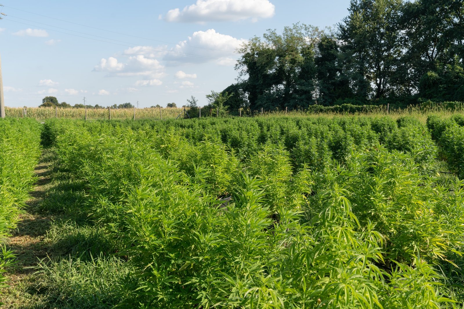 hemp plants growing in large field