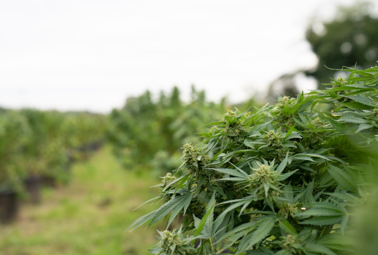 hemp plants outside