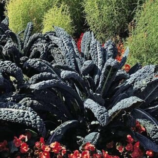 Kale - Black Toscana