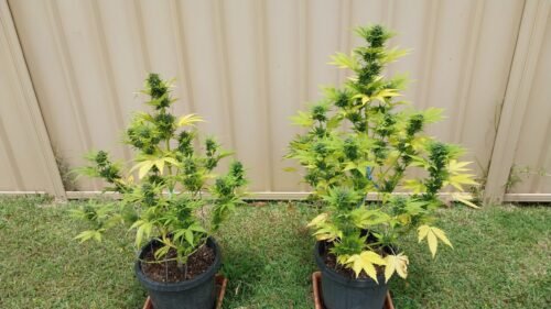 Auto Amnesia Haze Feminized photo review