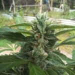Auto Northern Lights Feminized Seeds (+ Free Seeds) photo review