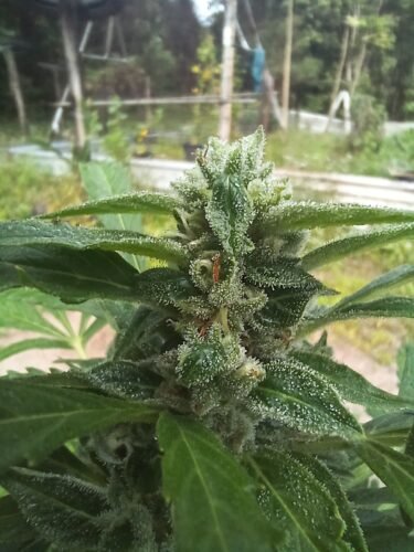 Click to view full screen Auto Northern Lights Feminized Seeds (+ Free Seeds) photo review