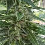 Auto Northern Lights Feminized Seeds (+ Free Seeds) photo review