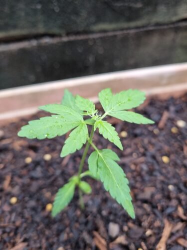 Auto AK-47 Feminized Seeds (+ Free Seeds) photo review