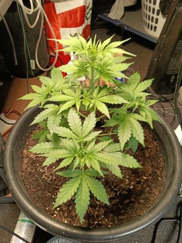 Click to view full screen Auto AK-47 Feminized Seeds (+ Free Seeds) photo review