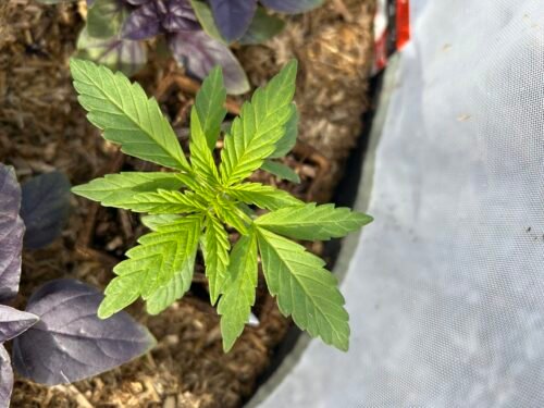 Click to view full screen Auto AK-47 Feminized Seeds (+ Free Seeds) photo review