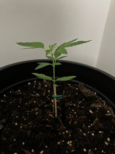 Auto Bubblegum Feminized Seeds photo review
