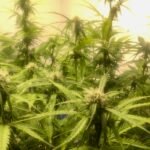 Auto AK-47 Feminized Seeds (+ Free Seeds) photo review