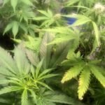Auto AK-47 Feminized Seeds (+ Free Seeds) photo review