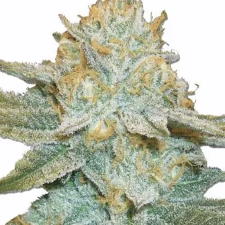 Auto AK-47 Feminized Seeds (+ Free Seeds)
