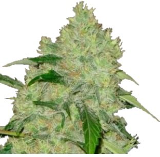 Bubblegum feminized cannabis seeds australia