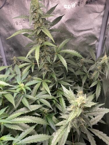 Click to view full screen Auto Blueberry Feminized Seeds photo review