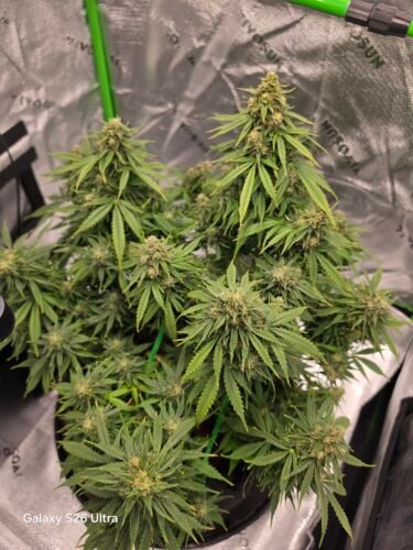 Auto Gorilla Glue Feminized Seeds (+ Free Seeds) photo review