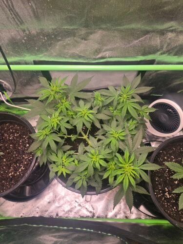 Auto Gelato Feminized Seeds (+ Free Seeds) photo review