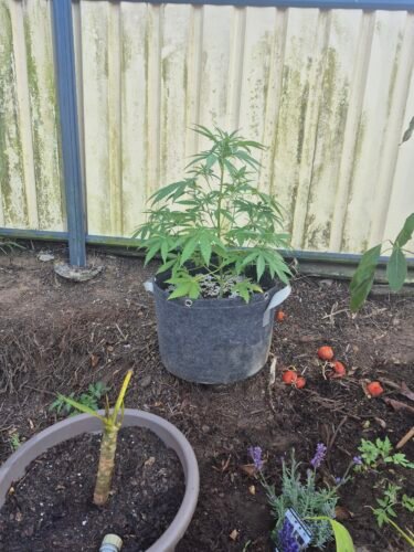 Click to view full screen Auto Gelato Feminized Seeds (+ Free Seeds) photo review
