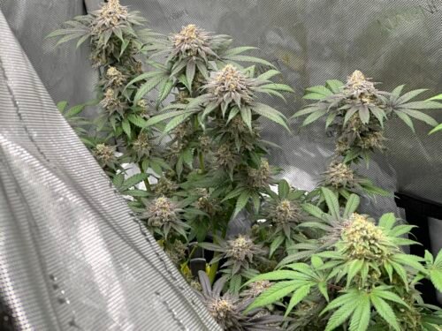 Auto Gelato Feminized Seeds (+ Free Seeds) photo review