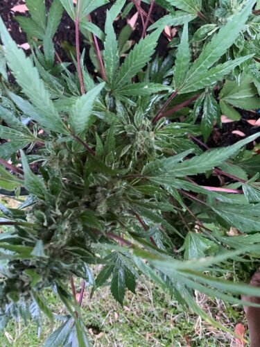 Click to view full screen Auto Gelato Feminized Seeds (+ Free Seeds) photo review