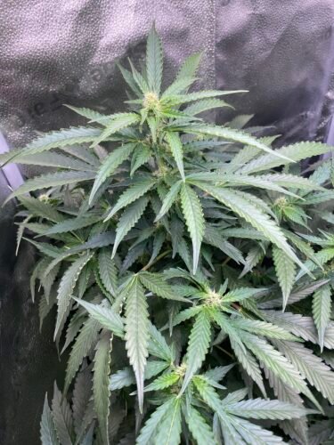 Click to view full screen Auto Gelato Feminized Seeds (+ Free Seeds) photo review