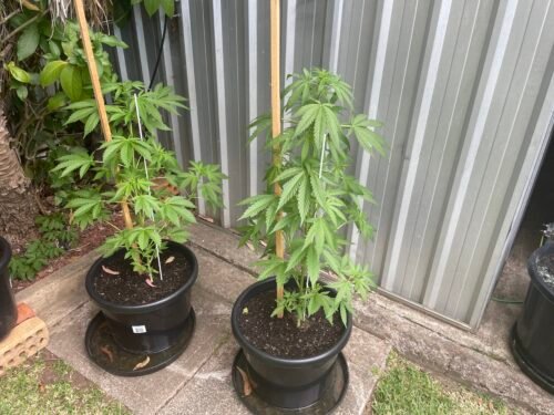 White Widow Feminized (+ Free Seeds) photo review