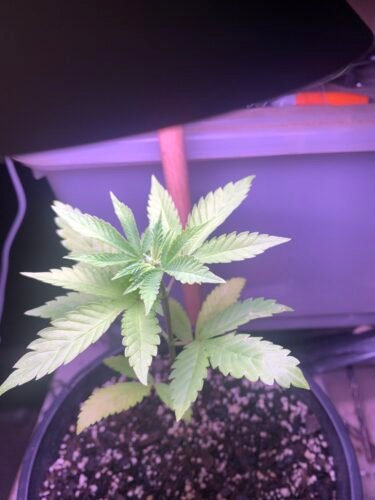 White Widow Feminized (+ Free Seeds) photo review