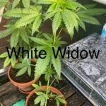 Auto White Widow Feminized (+ Free Seeds) photo review